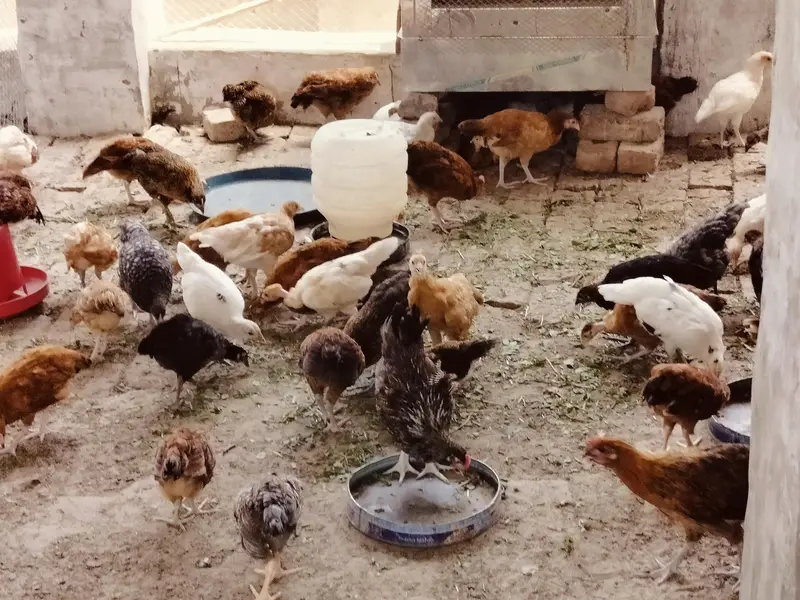 Golden misri 2 months old chicks | 600  gram weight | 1200 per kg — photo 5