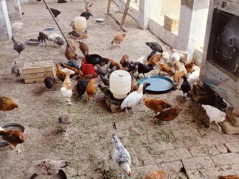 Golden misri 2 months old chicks | 600  gram weight | 1200 per kg — photo 6