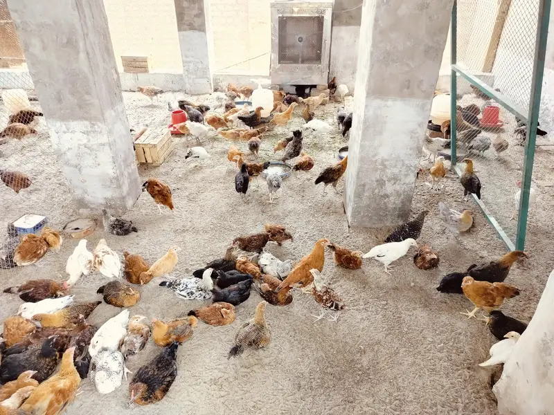 Golden misri 2 months old chicks | 600  gram weight | 1200 per kg — photo 7
