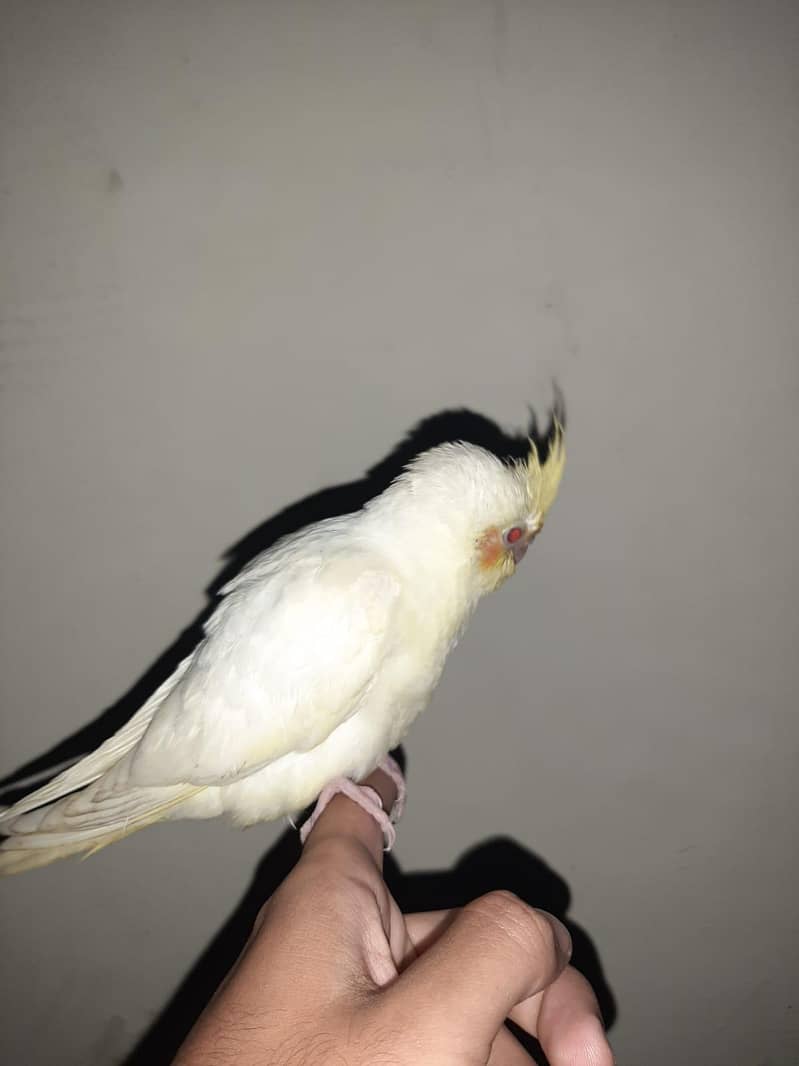 Cocktail, green cheek conure, hogoromo breeding pair 2