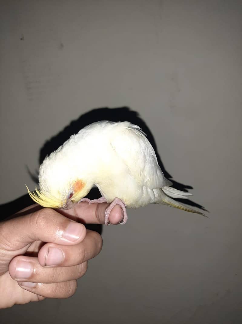 Cocktail, green cheek conure, hogoromo breeding pair 4