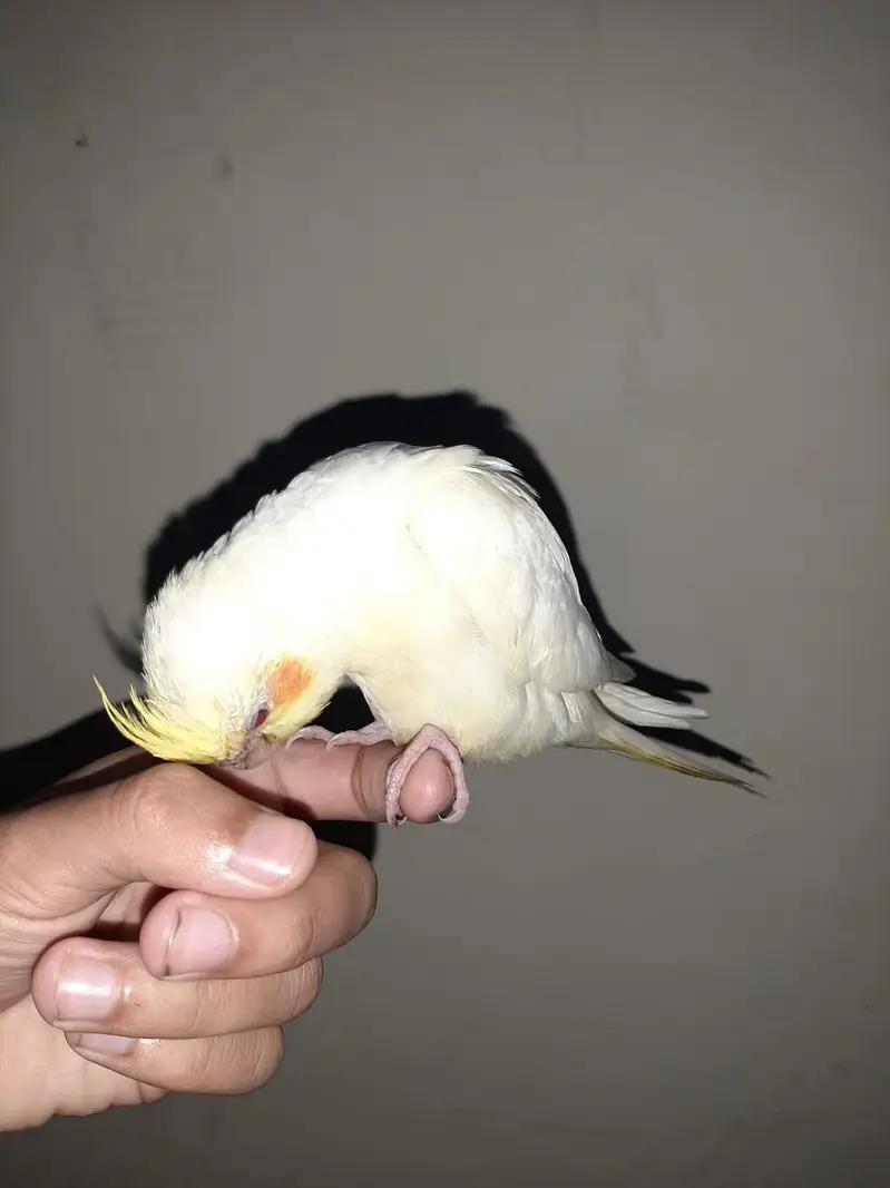 Cocktail, green cheek conure, hogoromo breeding pair — photo 5