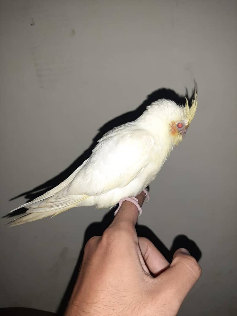 Cocktail, green cheek conure, hogoromo breeding pair 5