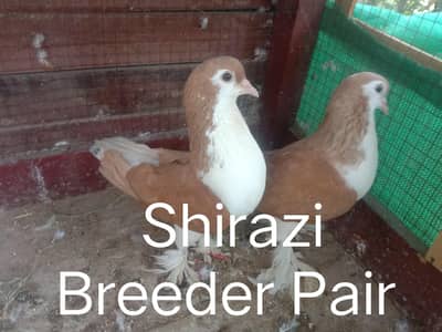 Shirazi Pigeons