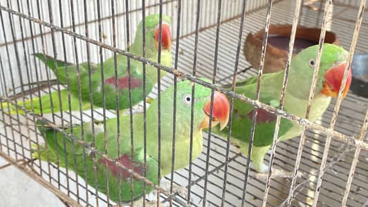 Raw parrot kashmiri female