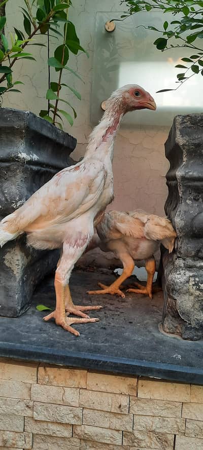 white o shamo chikes