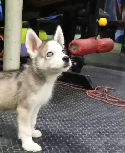 Seibirain Husky Puppy  Grey Silver  Male available for sale
