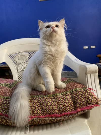 Persian Calico Ragdoll cross
