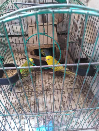 budgie parrot