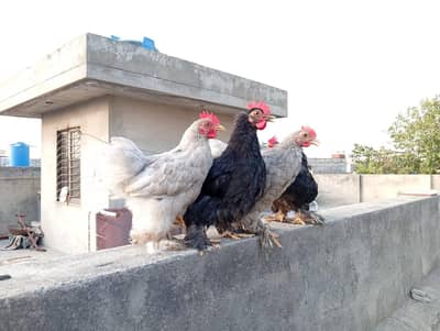 Bantam Males Available