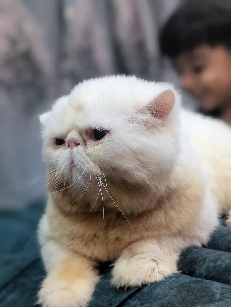 Packy Cat 2