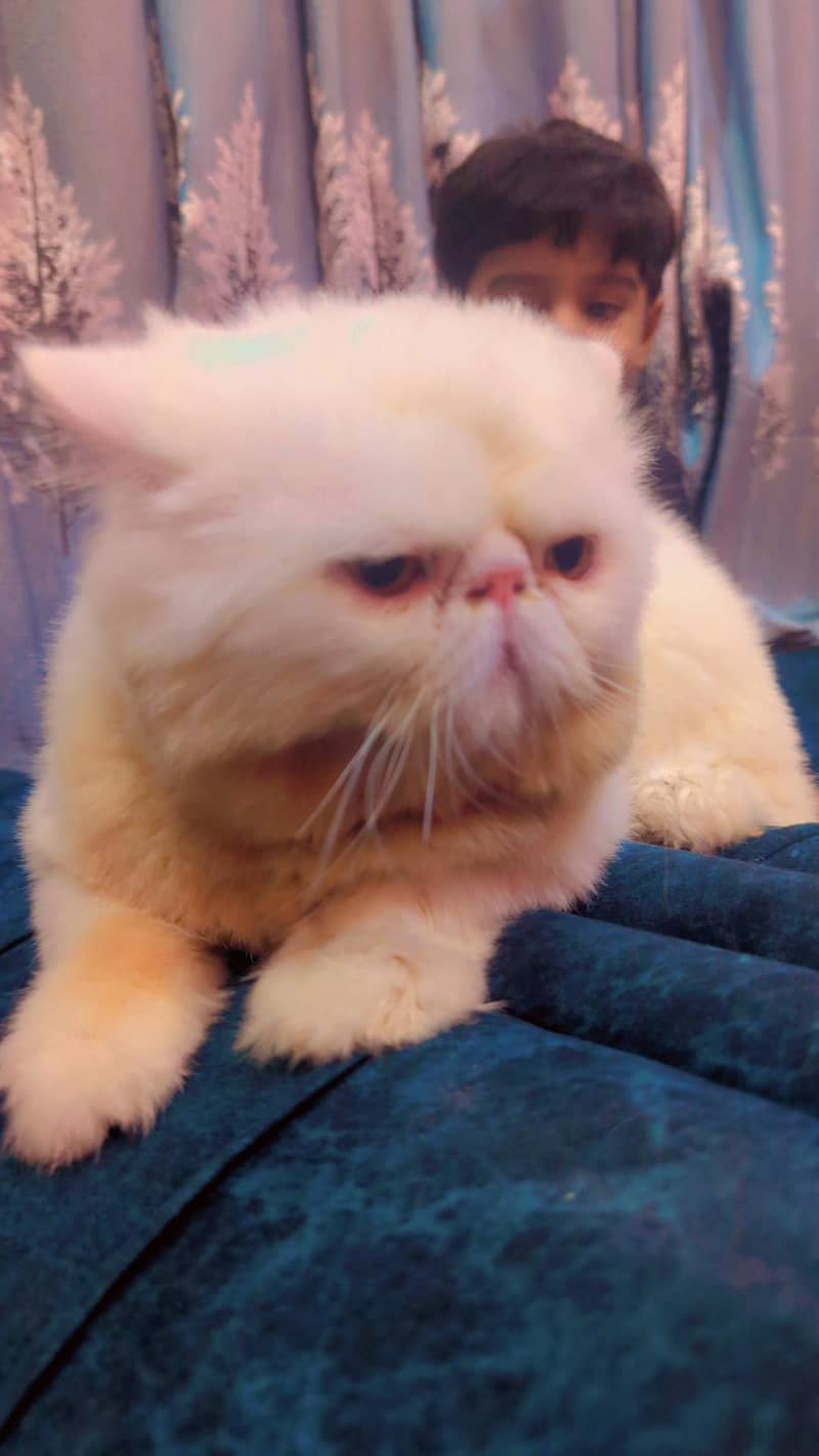 Packy Cat 3