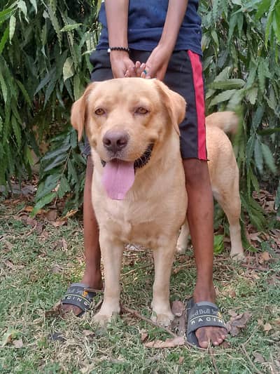 Labrador available for stud