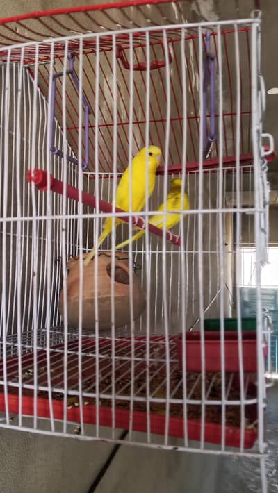 pair of  Australia parrot
