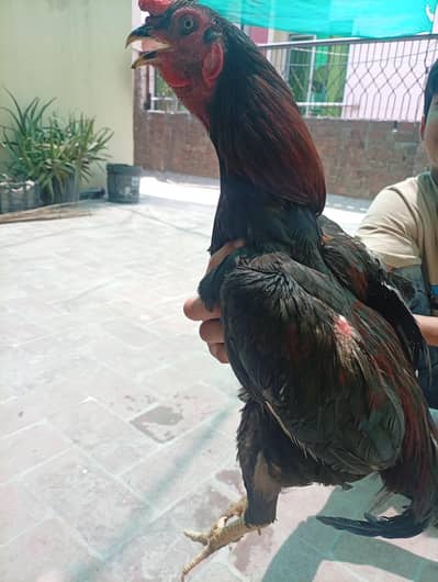 mainwali aseel murga