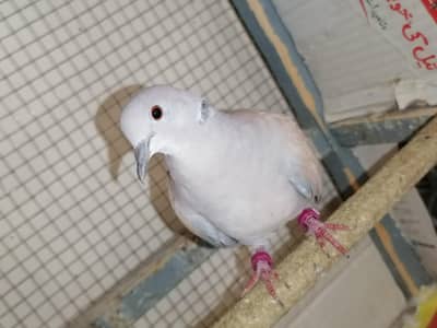 Breeder Male For Sale