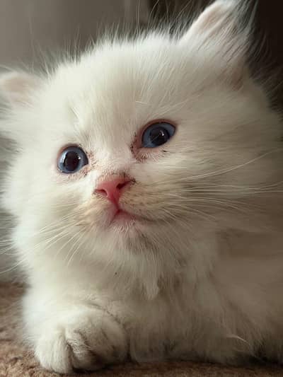 Persian cat