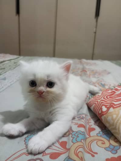 cat 1 month