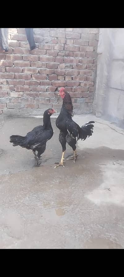 aseel 1 murga or 2 murgiyan