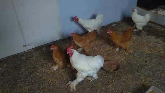 white buffs hens pair and golden buffs