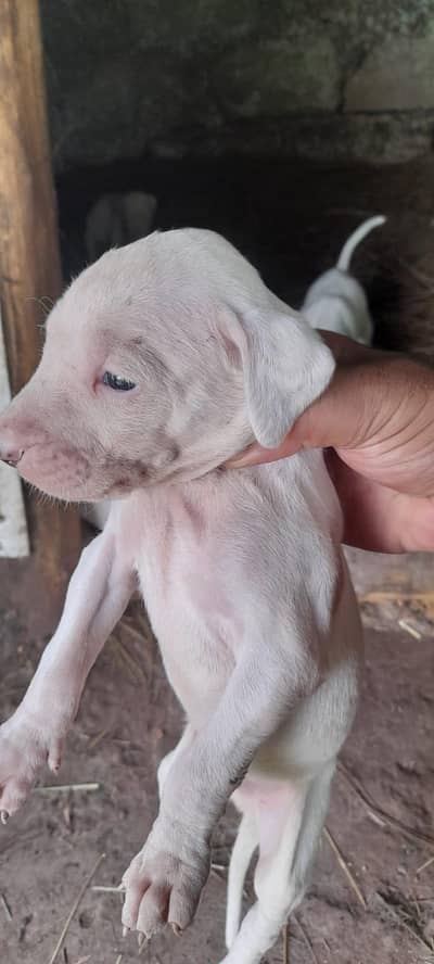 Bully Gultair Puppies