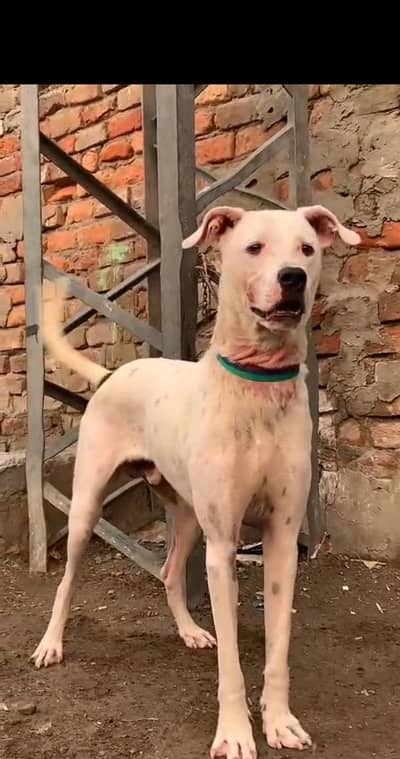 bully gultair male for sale  8 mahine umra