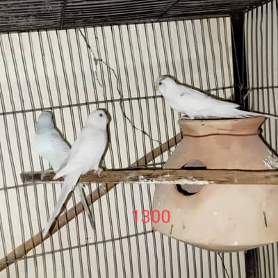 for sale 2 female and 1 male