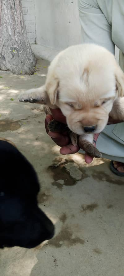 raja raja
