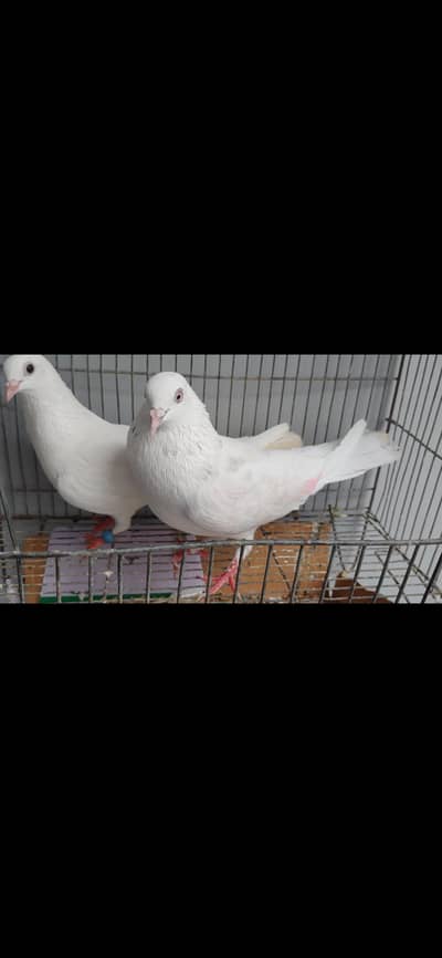 White patti wala pair sale.