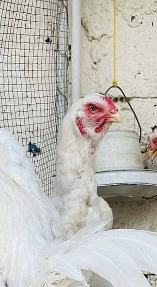 Qandhari Short Beak High Quality Females For Sale Urgent