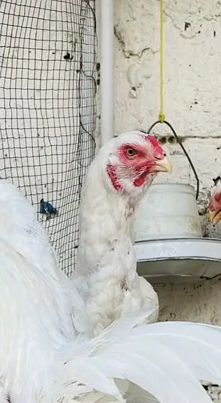 Qandhari Short Beak High Quality Females For Sale Urgent