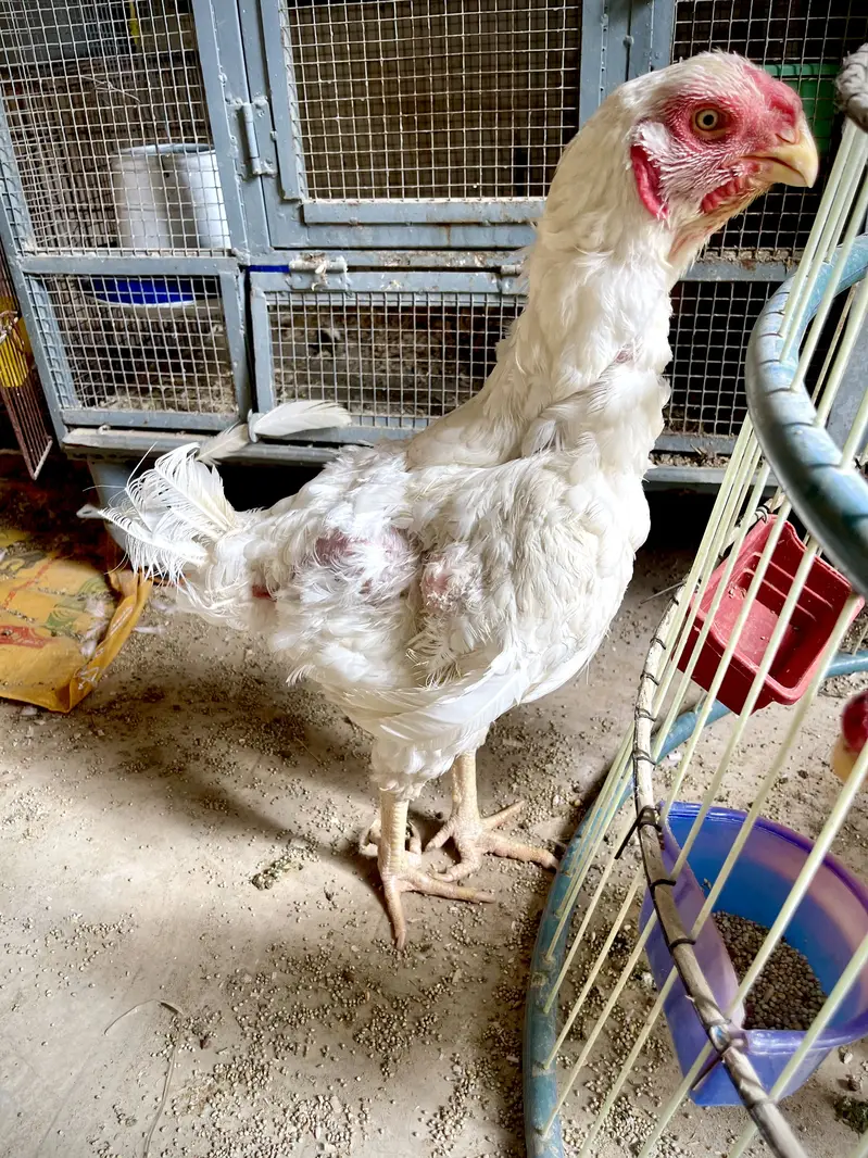 Qandhari Short Beak High Quality Females For Sale Urgent — photo 2