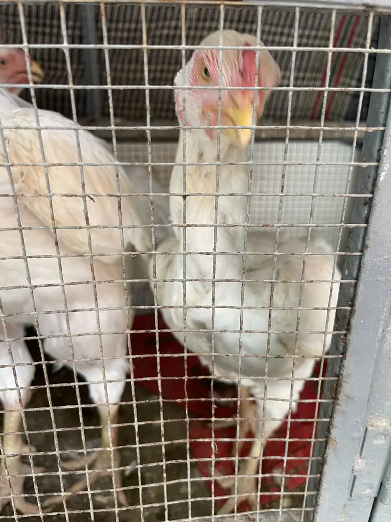 Qandhari Short Beak High Quality Females For Sale Urgent — photo 3