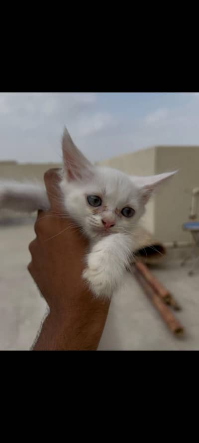 Persain female kitten 2 months old cute and playfull