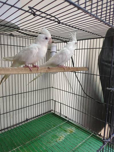 white cocktail pair and hand tamed male and female both hand tamed