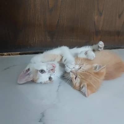 2 Cats One Male And One Female