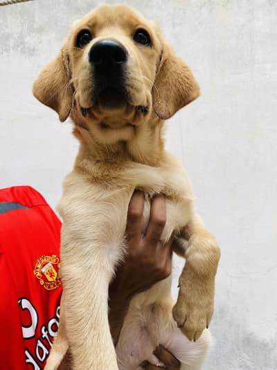 Labrador female puppy healthy and active golden colour 03215695613