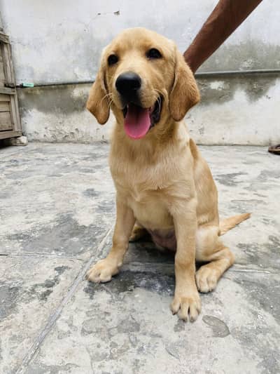 Labrador female puppy healthy and active golden colour 03215695613