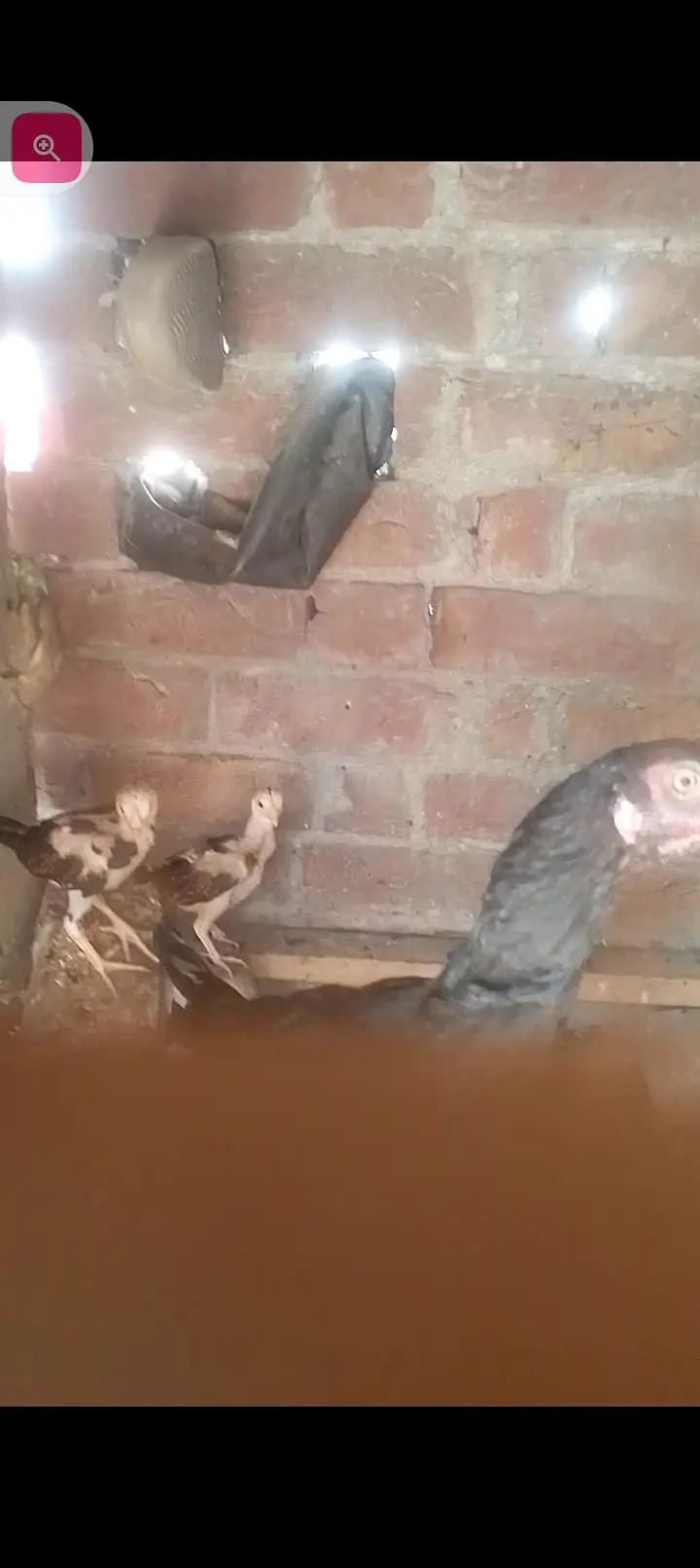 aseel chicks — photo 2