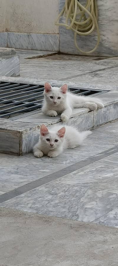 white persian pair for sale
