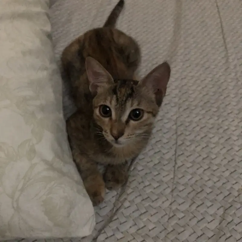 Cute Playful Kittens — photo 3
