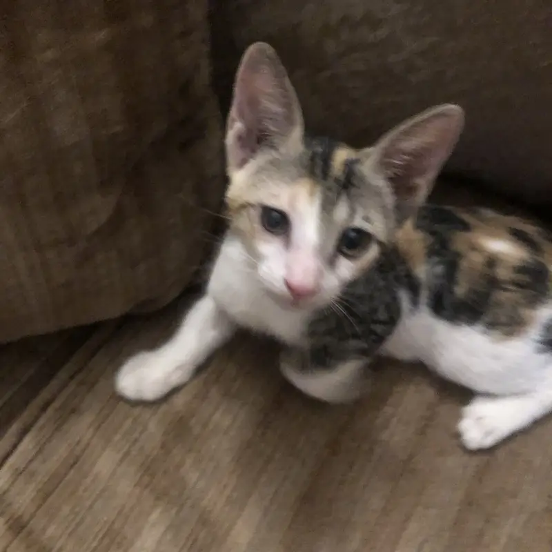 Cute Playful Kittens — photo 4