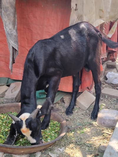 Desi bakra for sale