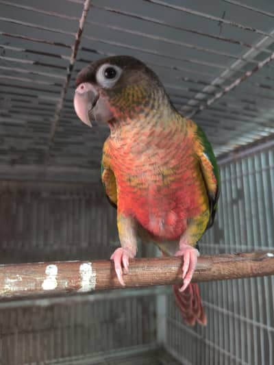 Mashallah high red factor  yellow sided conure non dna piece
