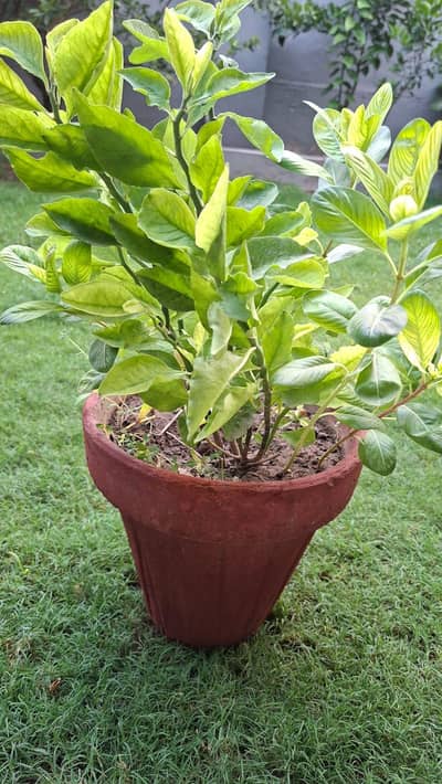 Plants For Sale