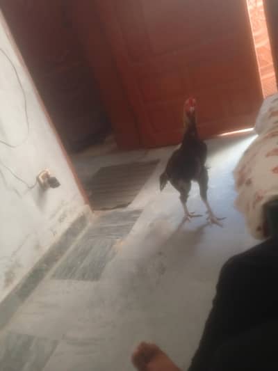 for sale
