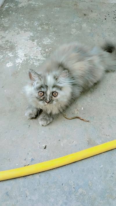 Persian female kitten