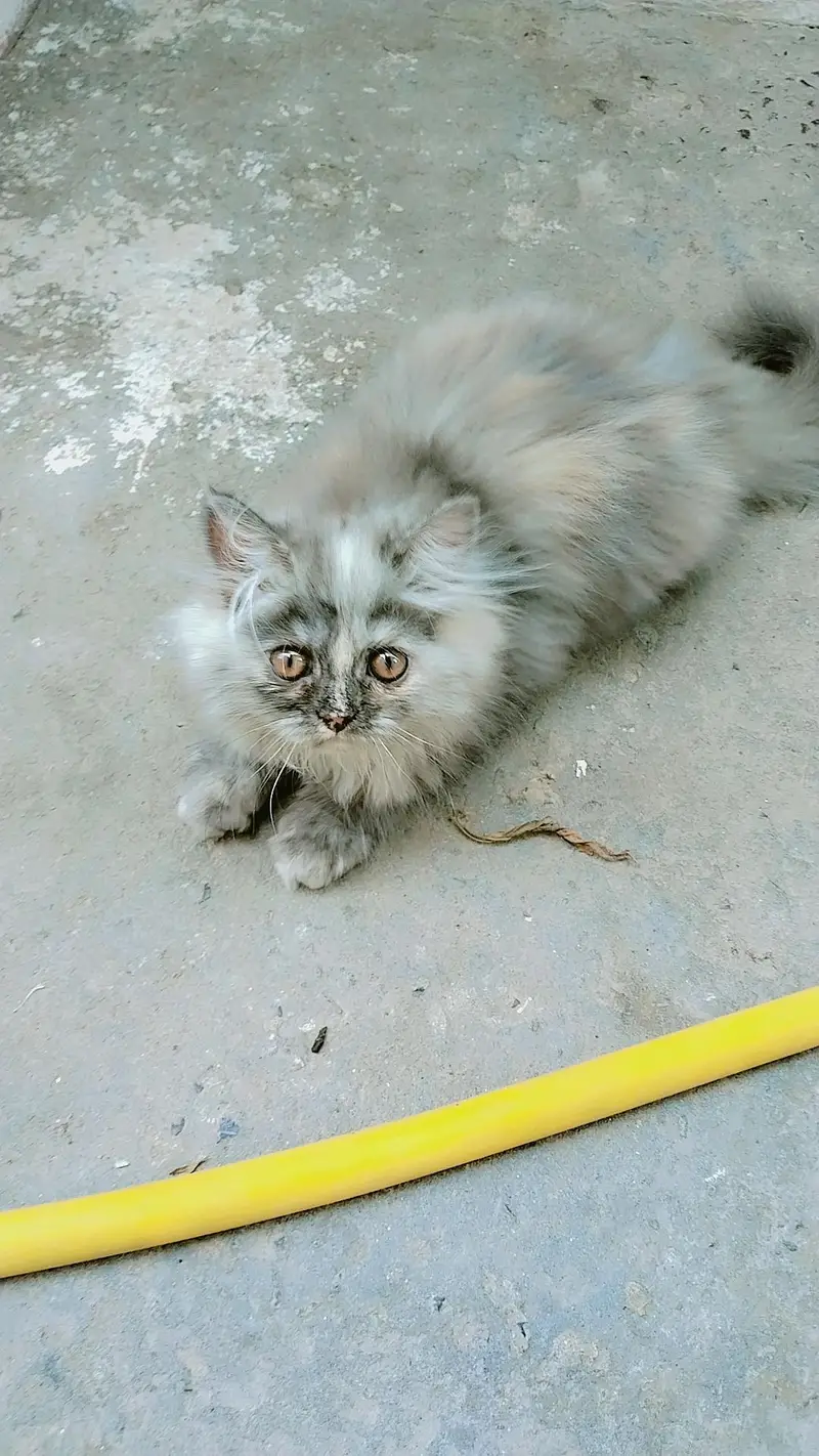 Persian female kitten
