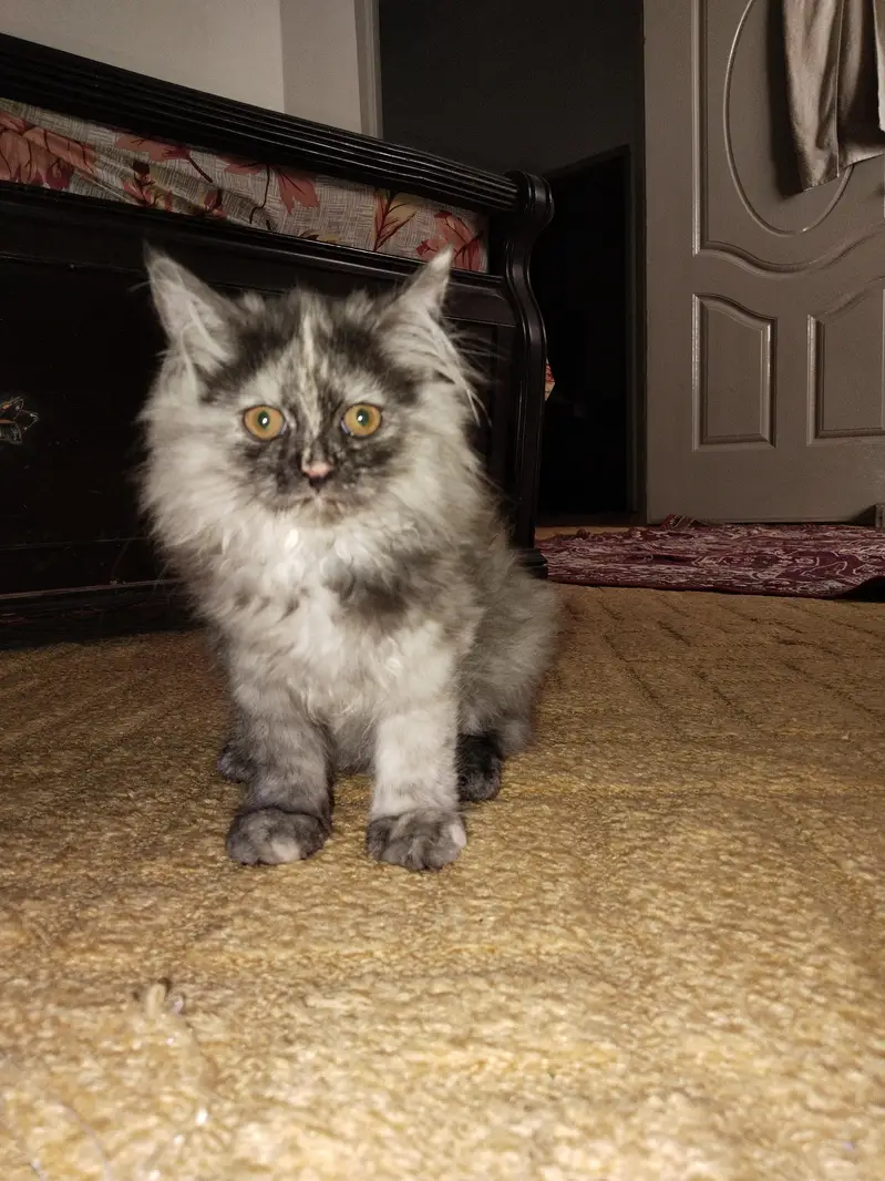 Persian female kitten — photo 2