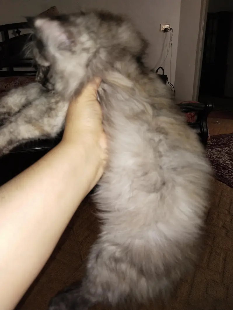 Persian female kitten — photo 3